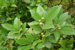 Toddalia asiatica